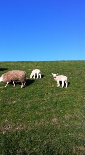 Dike, Deichschaf, Sheep, North Sea, grass, livestock thumbnail