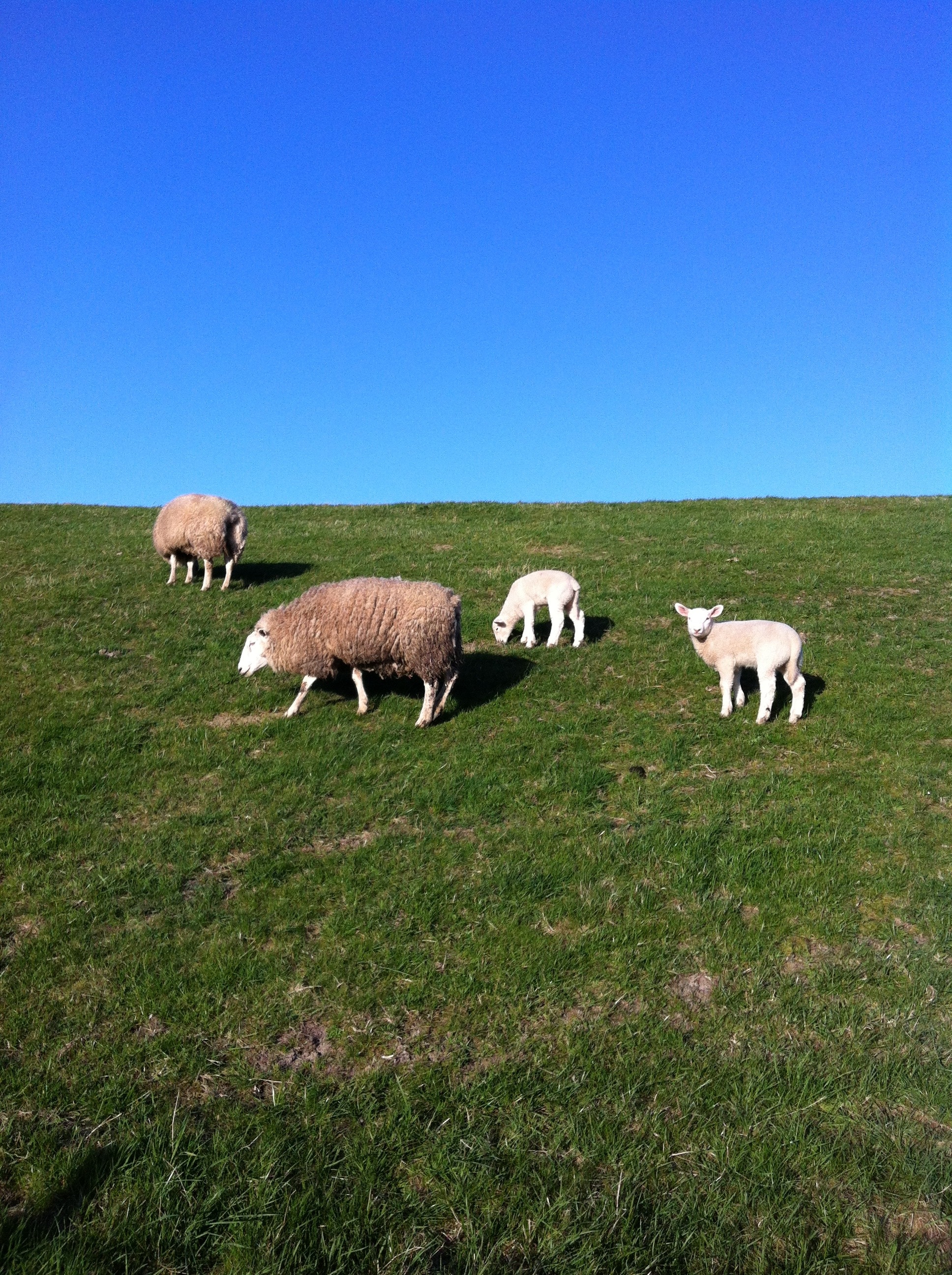 Dike, Deichschaf, Sheep, North Sea, grass, livestock