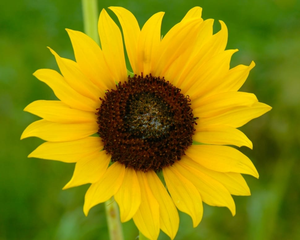 Green, Sunflower, Yellow, Nature, flower, yellow preview