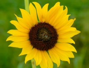 Green, Sunflower, Yellow, Nature, flower, yellow thumbnail