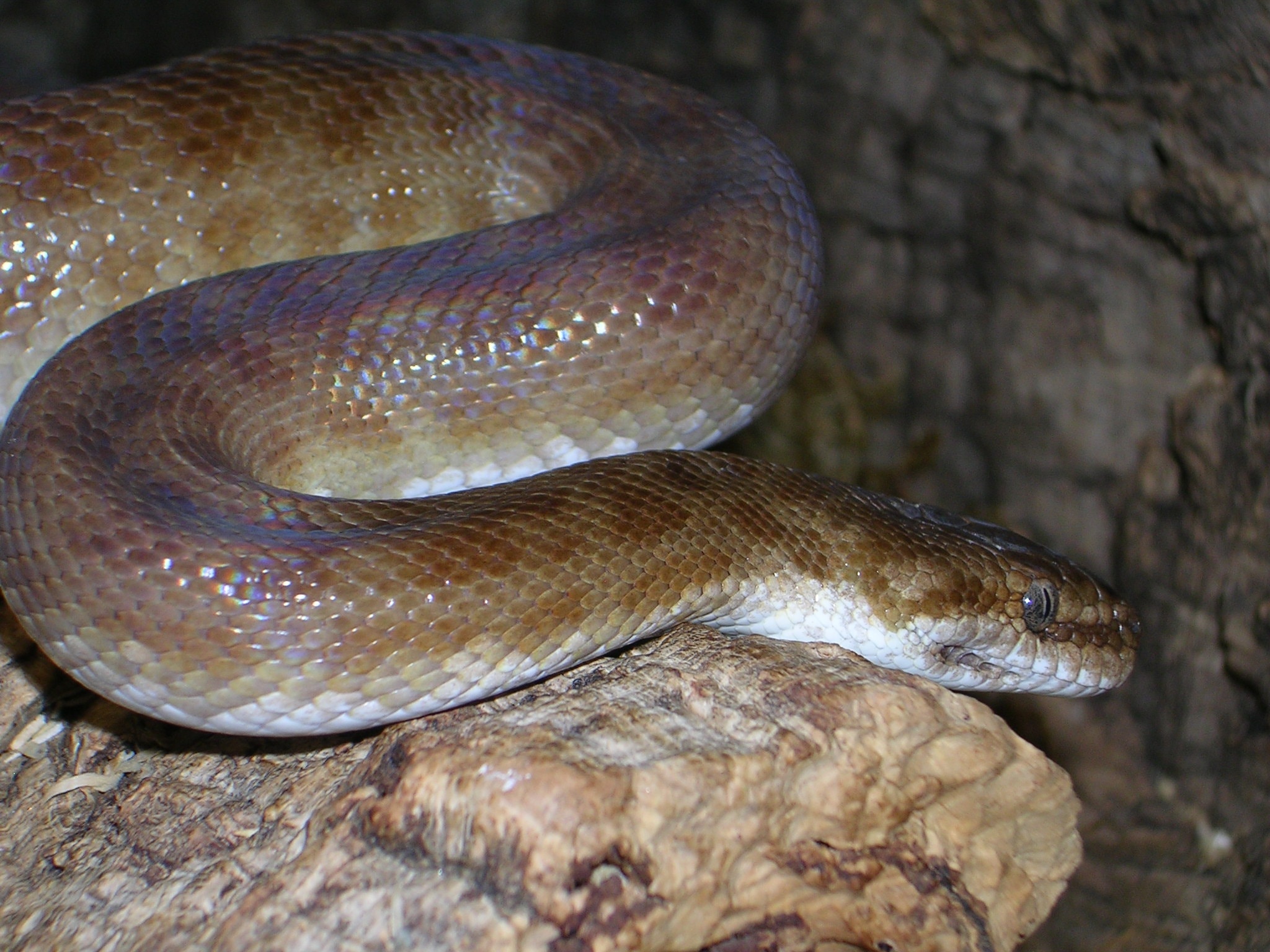 white and brown snake
