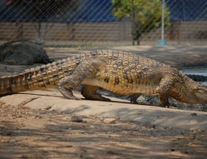 brown salt water crocodile at park thumbnail