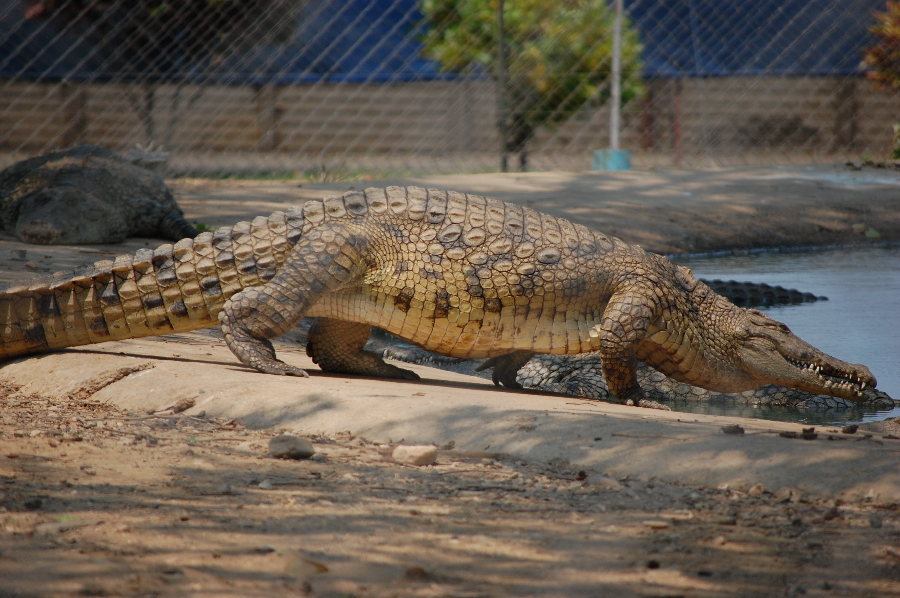 brown salt water crocodile at park