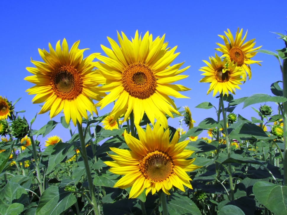 sunflower field preview