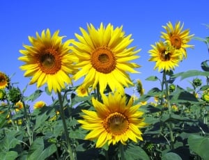 sunflower field thumbnail