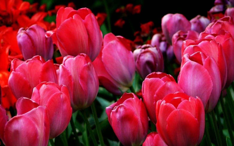 red tulips lot preview