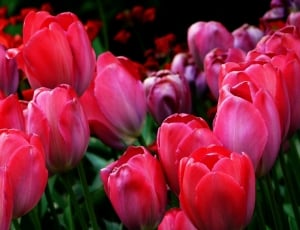 red tulips lot thumbnail