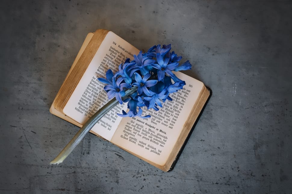 blue flowers and book page preview