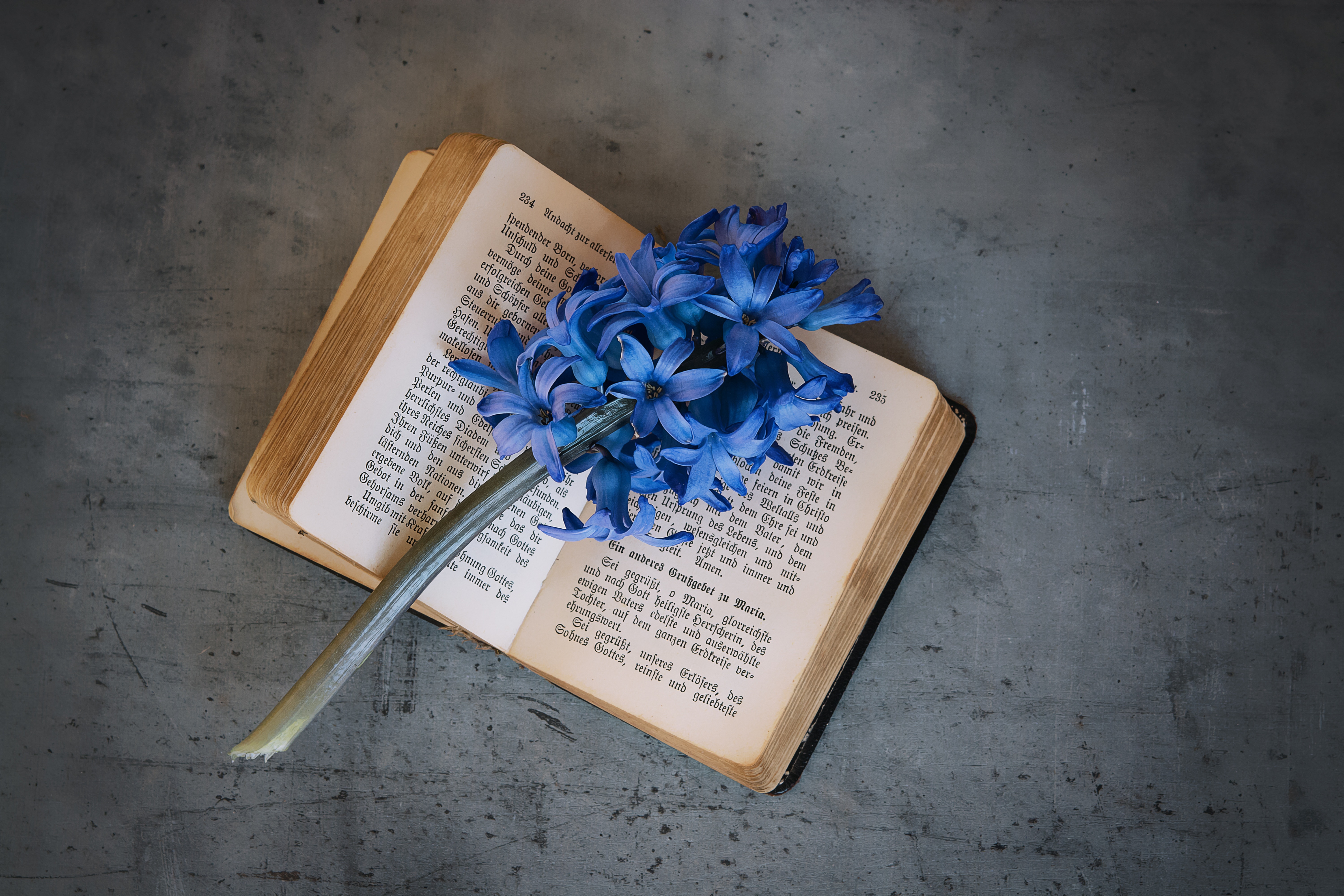 blue flowers and book page