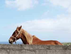 brown horse besides concrete wall thumbnail