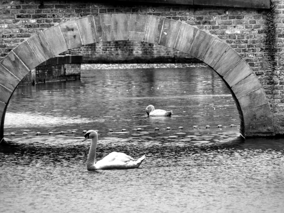 grey scale photography of swan preview