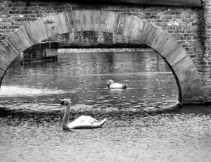 grey scale photography of swan thumbnail