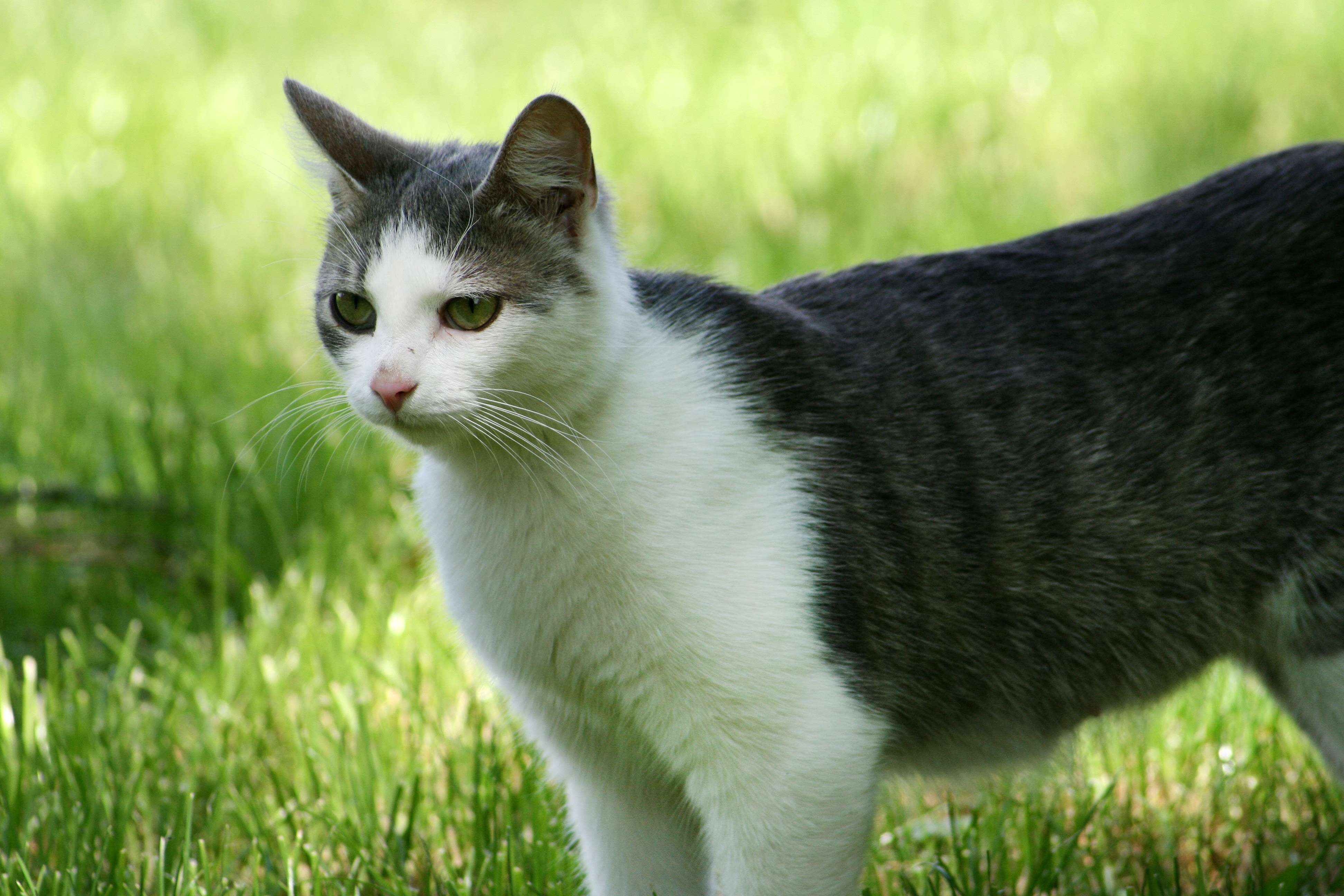 black and white short fur cat