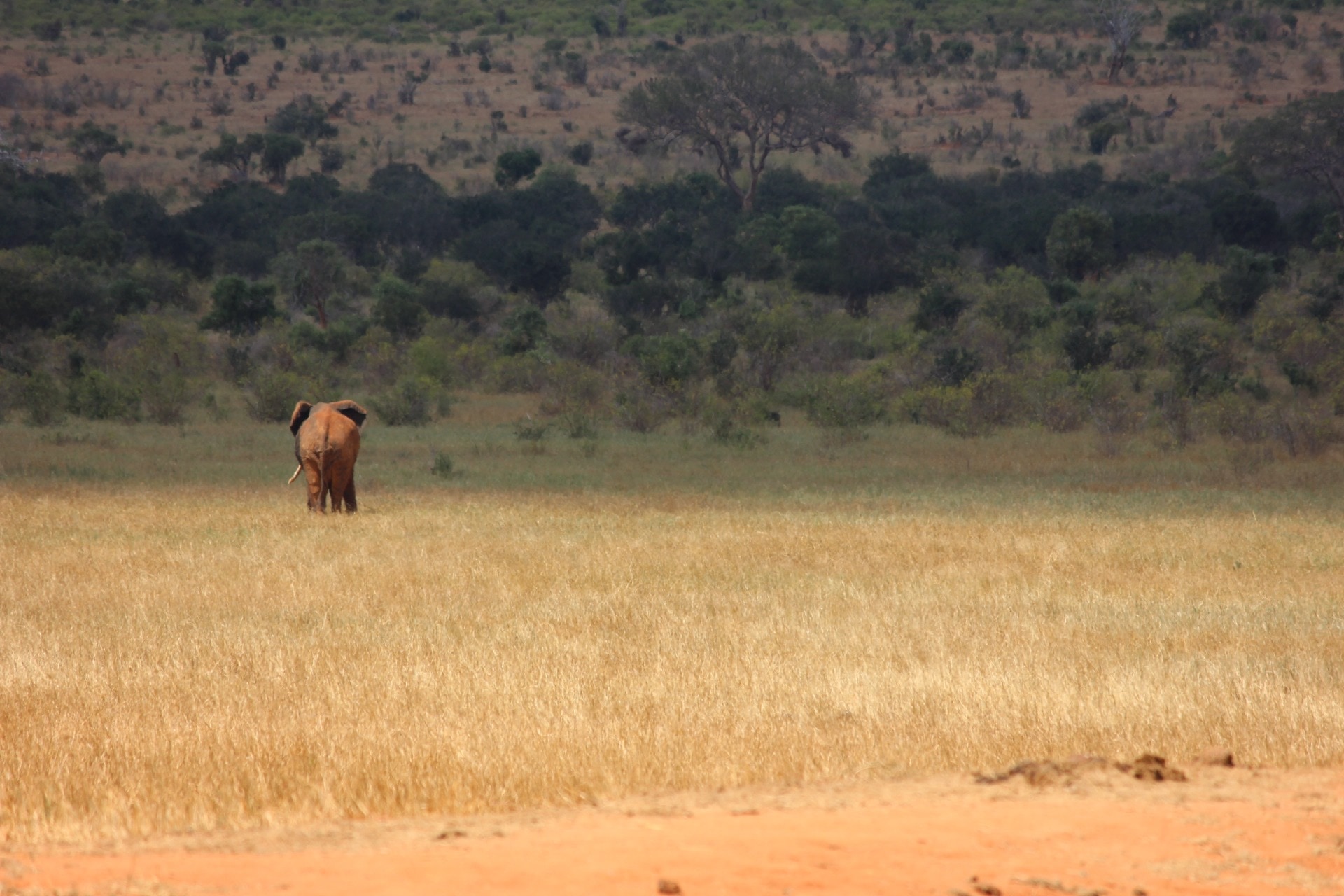 gray elephant and grass field