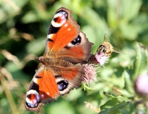 orange black and brown butterfly thumbnail