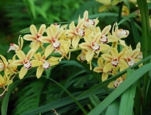 beige dendrobium orchid thumbnail