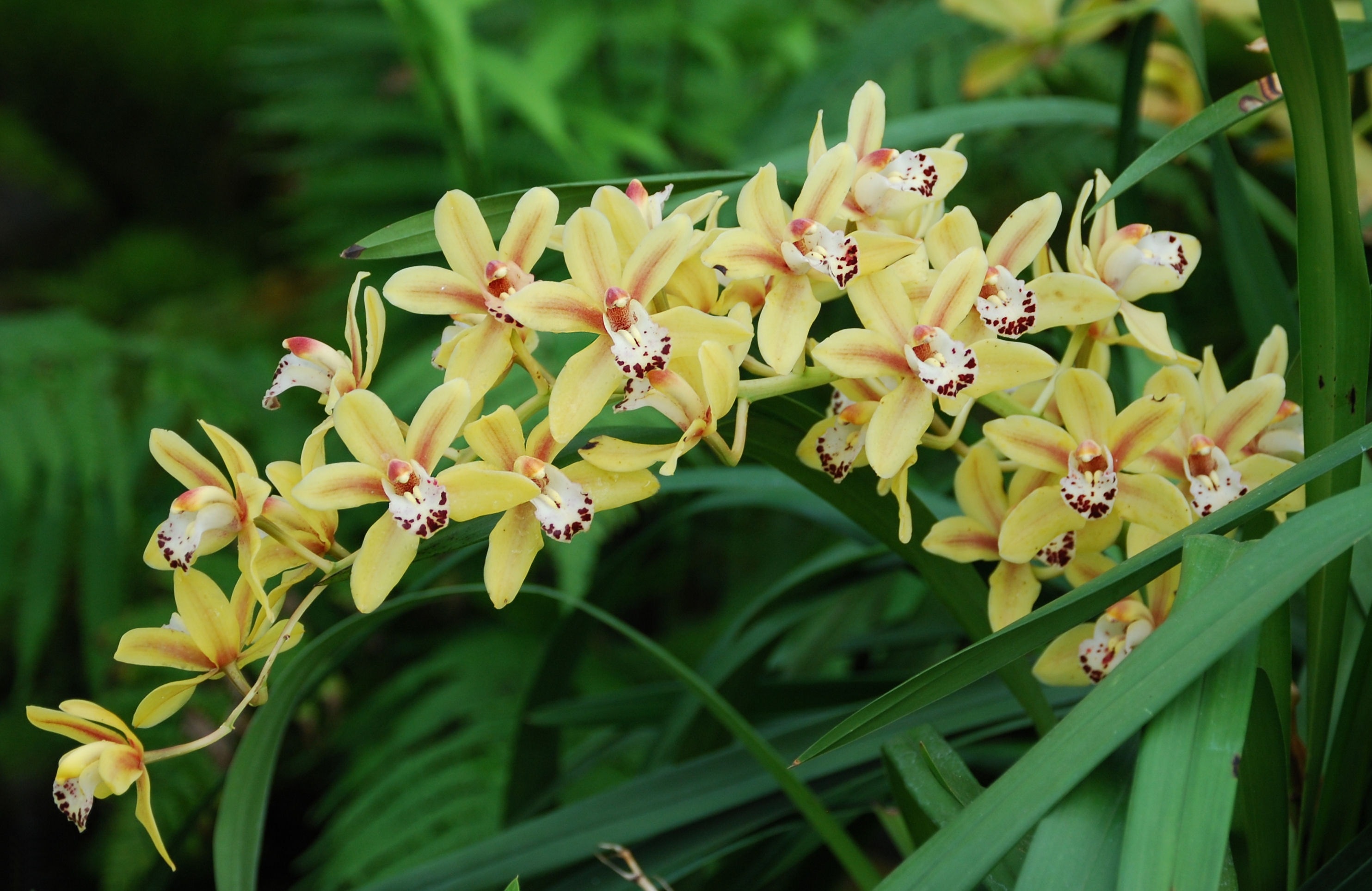 beige dendrobium orchid