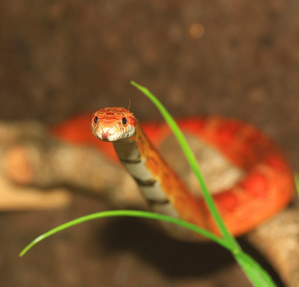 red and white snake preview