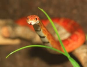 red and white snake thumbnail