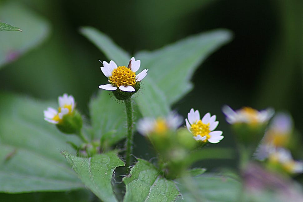 selective focus of white and yellow petaled flowers preview