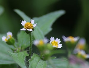 selective focus of white and yellow petaled flowers thumbnail