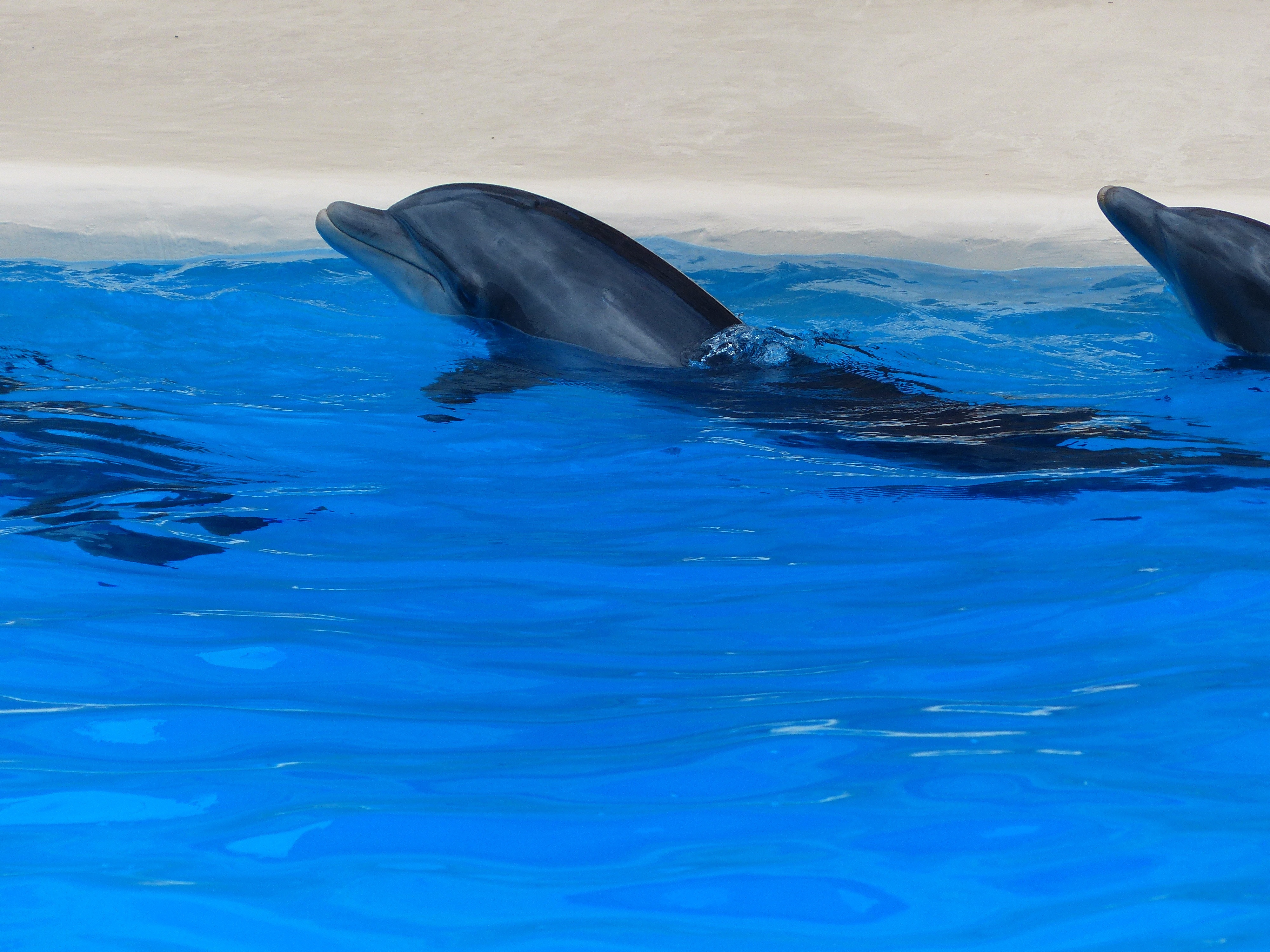 2 black dolphin
