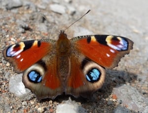 brown black and blue butterfly thumbnail