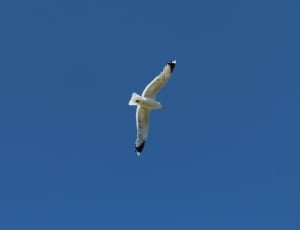 black and white seagull ] thumbnail