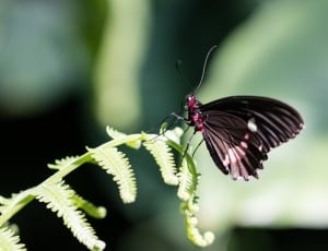 black and red butterfly underwing thumbnail