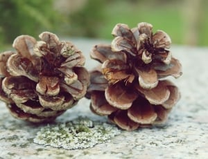 2 beige pine cones thumbnail