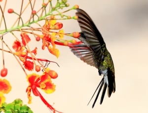 black and green hummingbird thumbnail