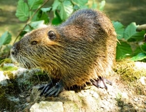 brown beaver thumbnail