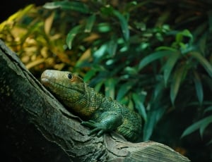 green reptile animal on wood branch thumbnail