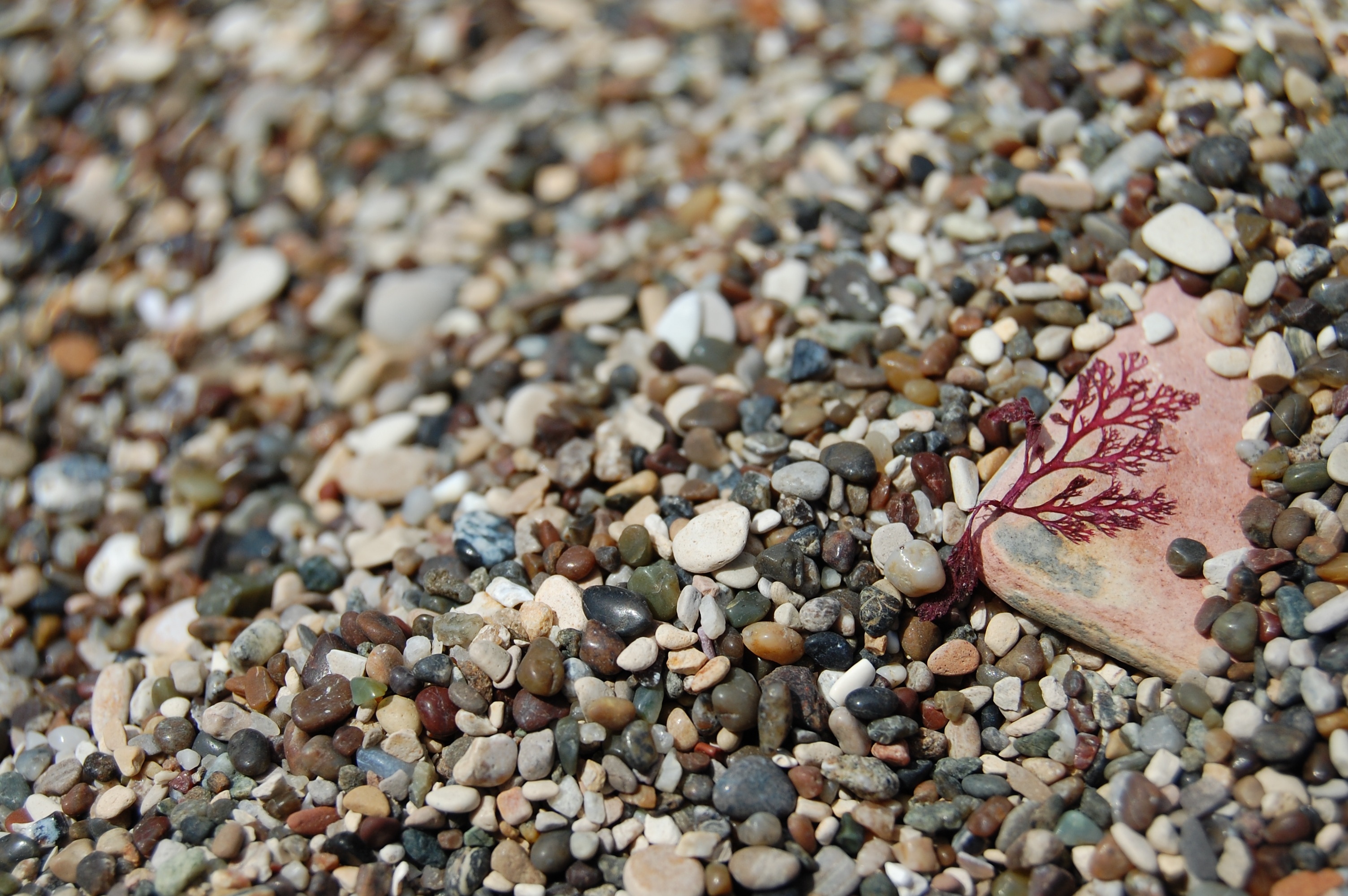 Усеянном гальками. Песок с Галькой. Камни на песке. Камушки на пляже. Мелкая галька.