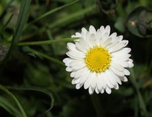 white daisy flower thumbnail