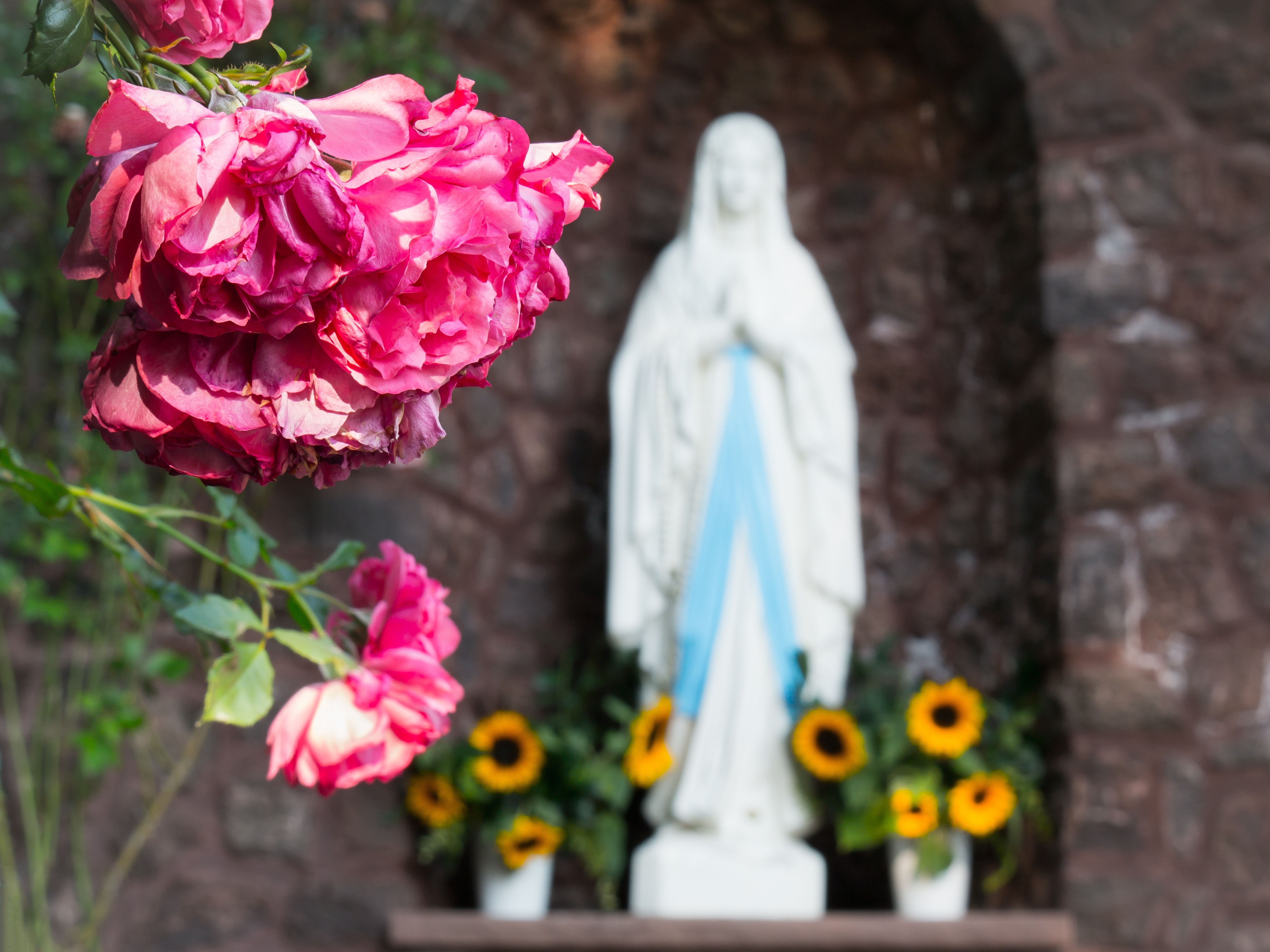 pink rose and virgin religious figure