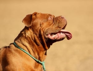 Dogue De Bordeaux, Dog, Large, one animal, dog thumbnail