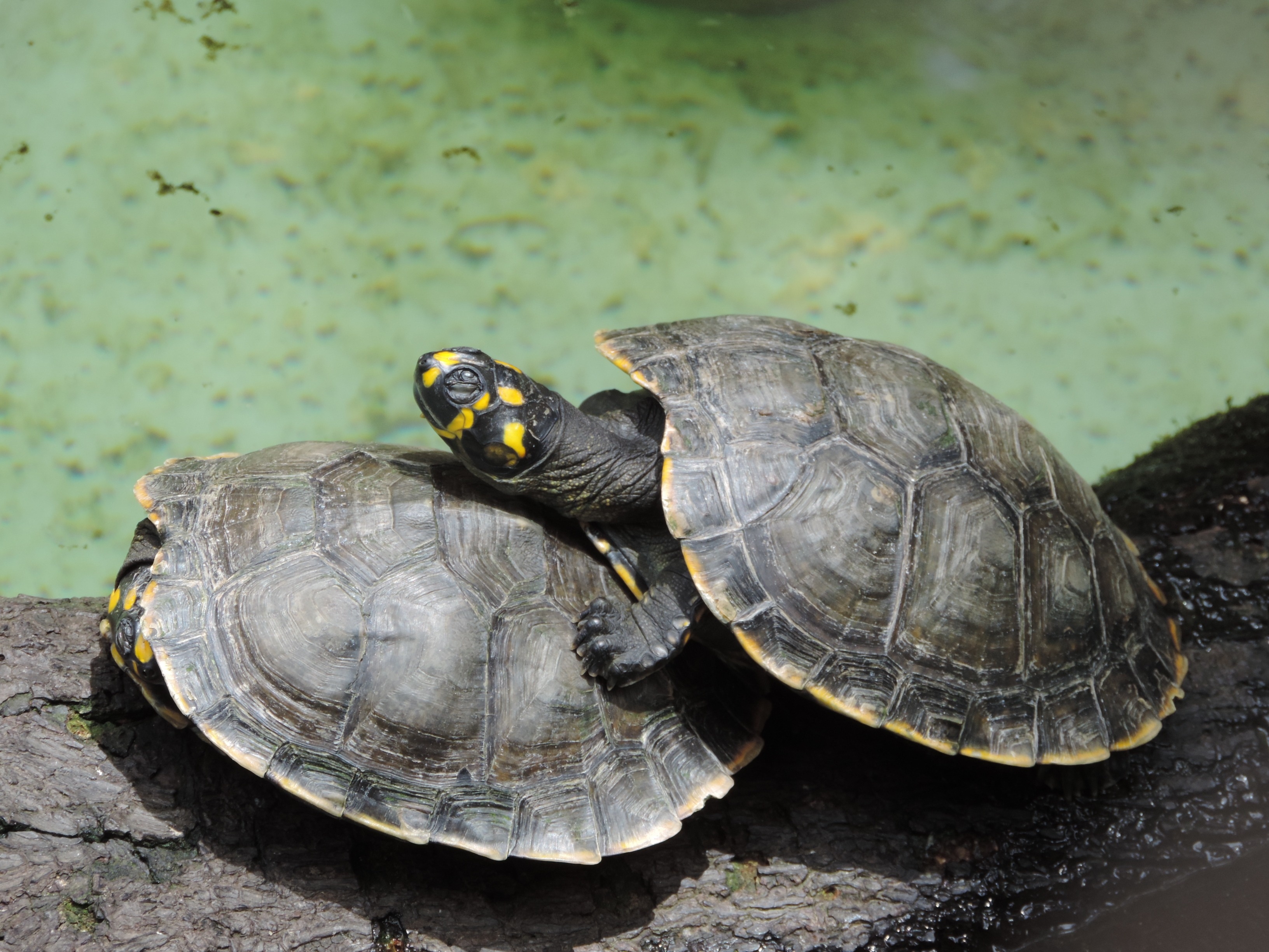 2560x1440 wallpaper | Turtle, Casal, Couple In Nature, animal shell ...