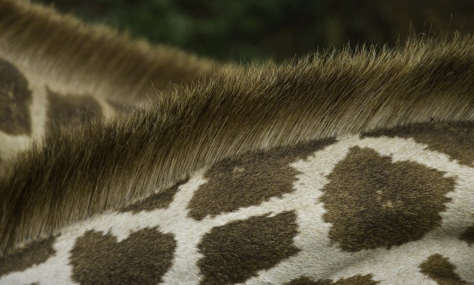 close up photo of zebra animal skin preview