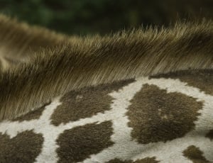 close up photo of zebra animal skin thumbnail