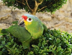 green blue and yellow parakeet thumbnail