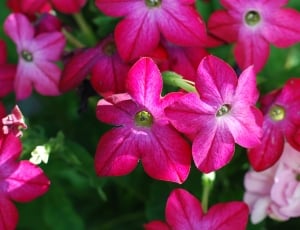 Pink, Summer, Colorful, Flower, Nature, flower, pink color thumbnail