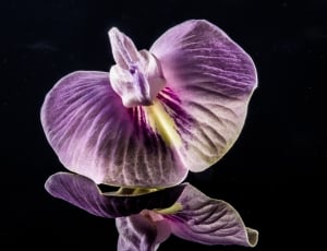 purple and white orchid thumbnail