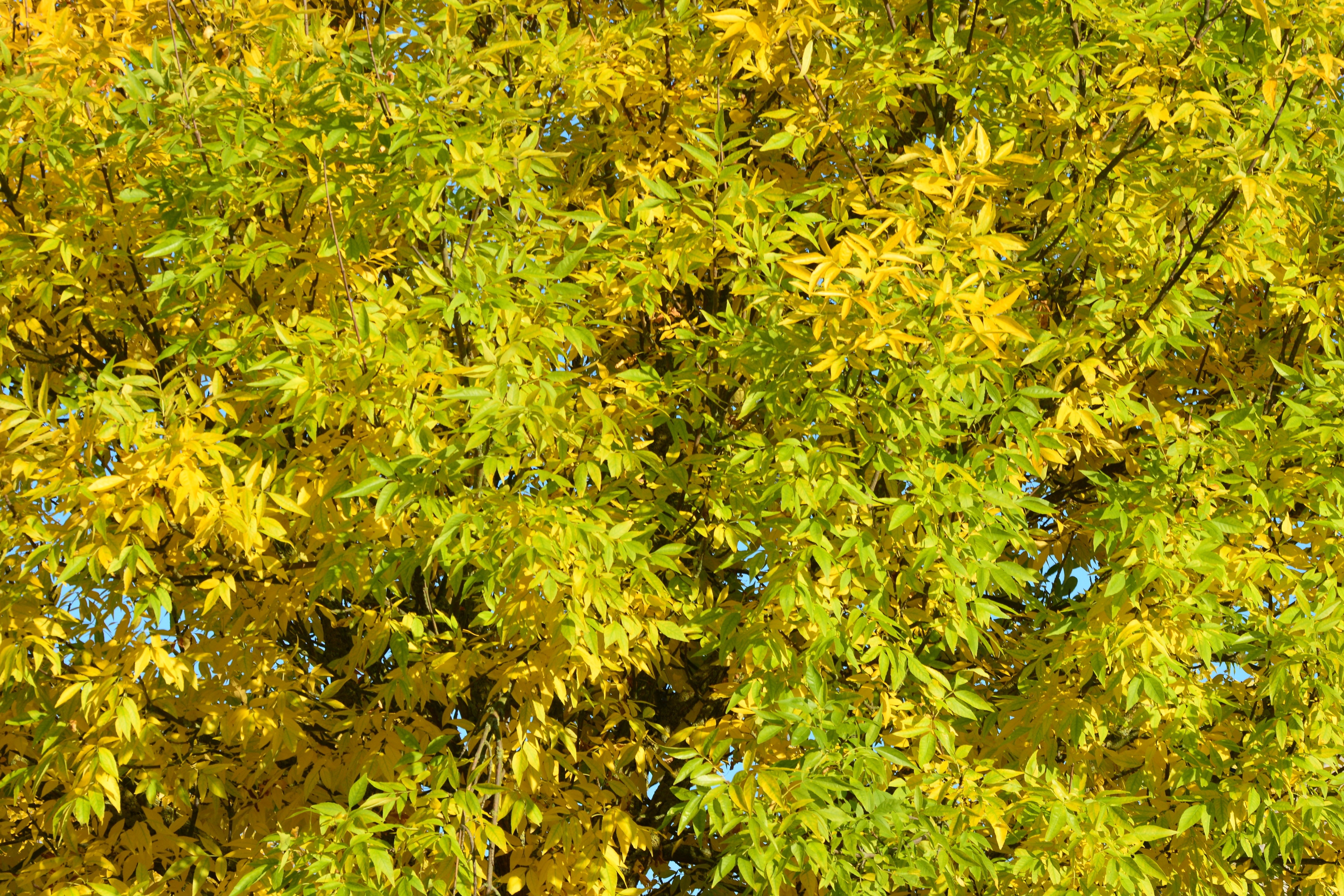 yellow and green leaf