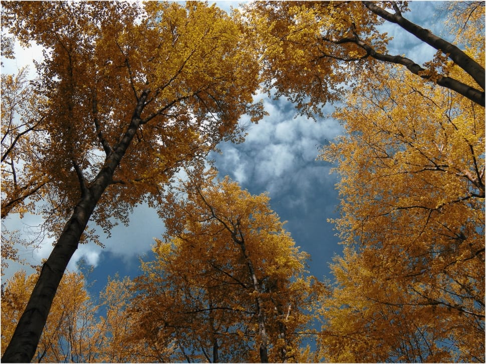 yellow leaf tree lot preview