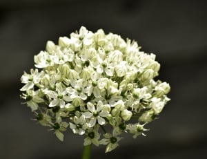 white petal flower cluster thumbnail
