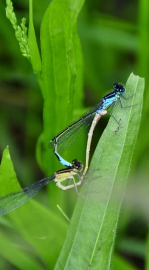 two blue and green dragonflies mating on green leaf plant thumbnail