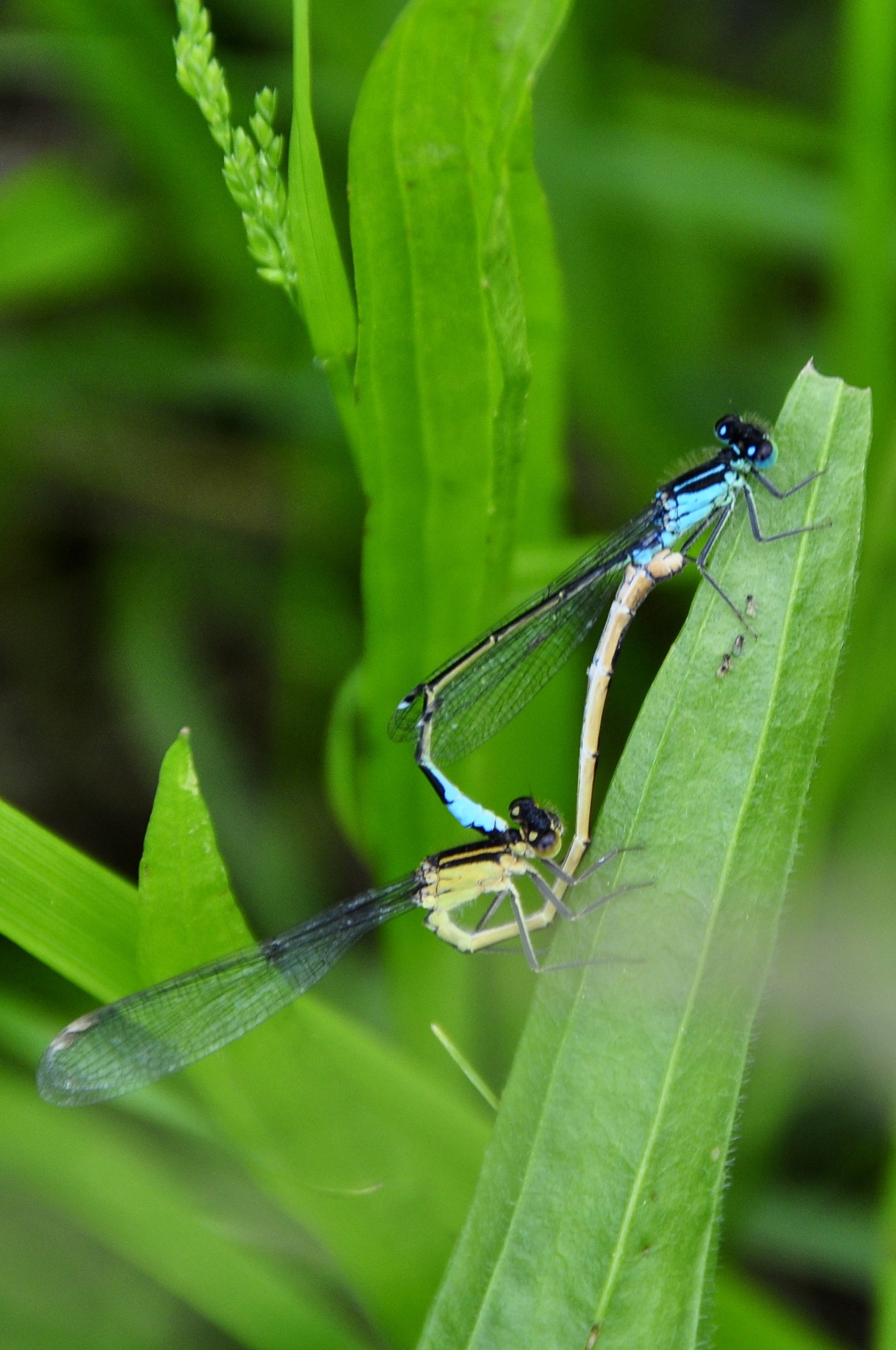 two blue and green dragonflies mating on green leaf plant