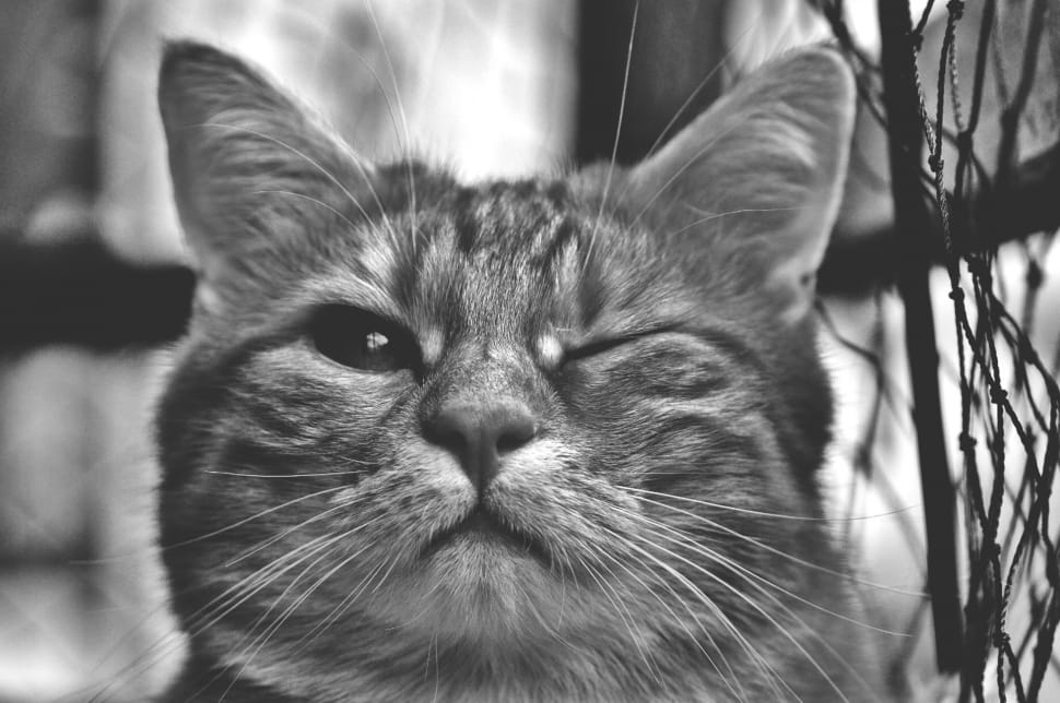 grayscale photography of cat preview