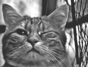 grayscale photography of cat thumbnail